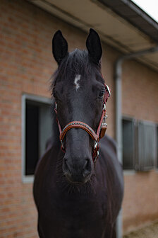 Halster Bling Black Diamond