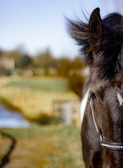 leren halster rainbow