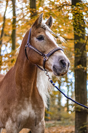 halster rose gold leer