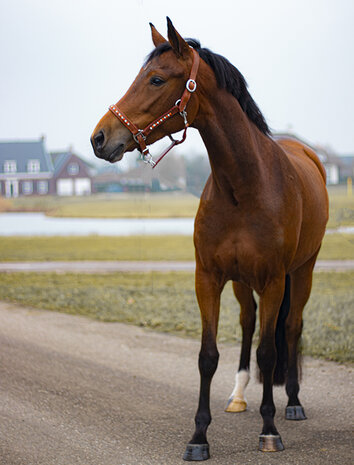 Halster leer oranje en crystal