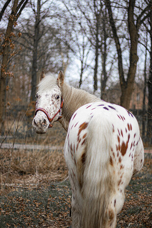 leren halster cognac rainbow